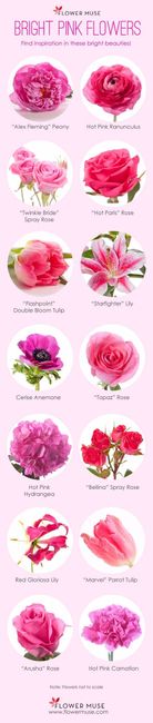 Rosa---