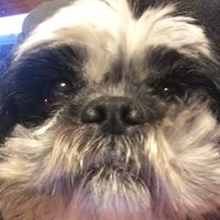 I nostri amici a 4 zampe - 2