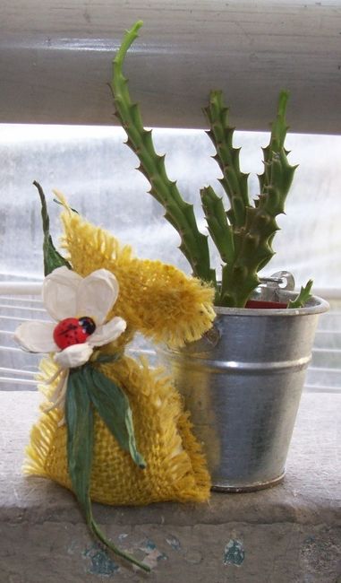 Piantina grassa segnaposto