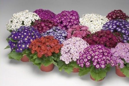 cineraria ibrida