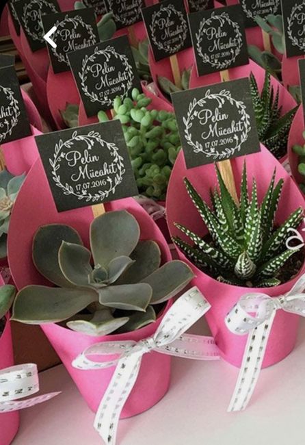 Confezionamento piantina grassa 4