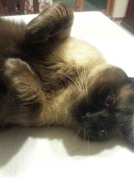 Le foto dei vostri animali - 1