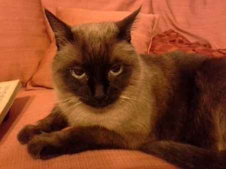 Too cute: i vostri amici animali - 1