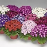 cineraria ibrida