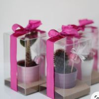 Confezionamento piantina grassa - 2