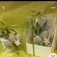 Confezionamento piantina grassa - 3