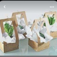 Confezionamento piantina grassa - 4