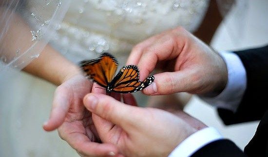 matrimonio tema farfalle