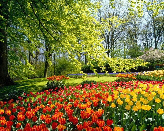 primavera