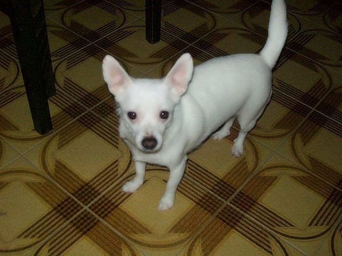 lulù in posa