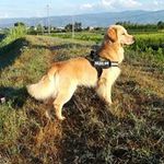 Stefano