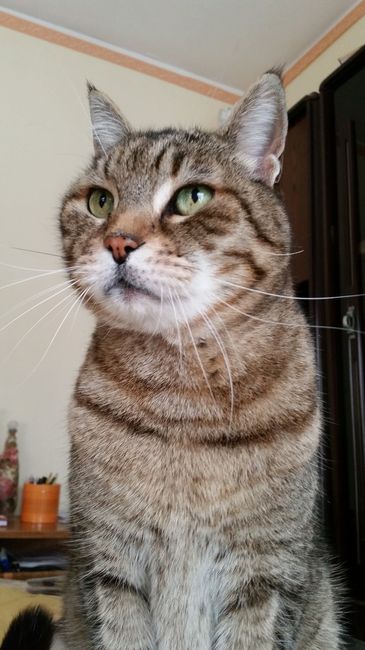 Le foto dei vostri animali - 2