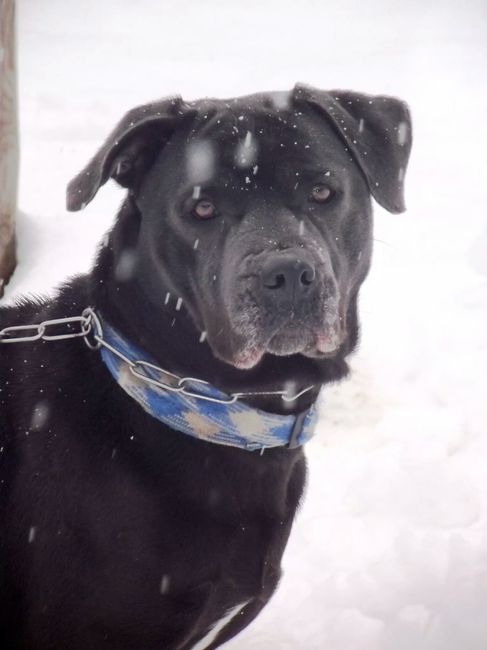 Le foto dei vostri animali - 3