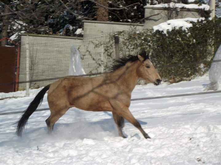 Le foto dei vostri animali - 5
