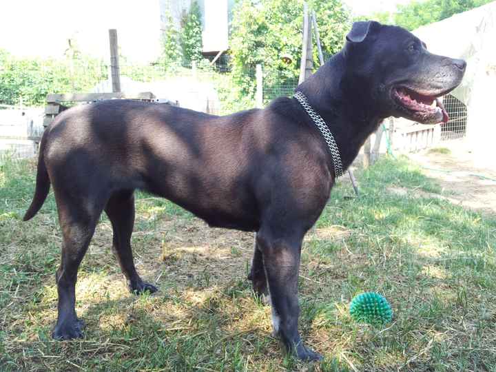 Chi di voi sposine ha dei cani ? - 2