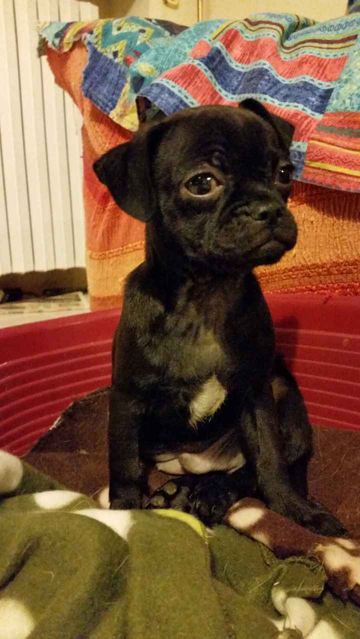 Chi di voi sposine ha dei cani ? - 4