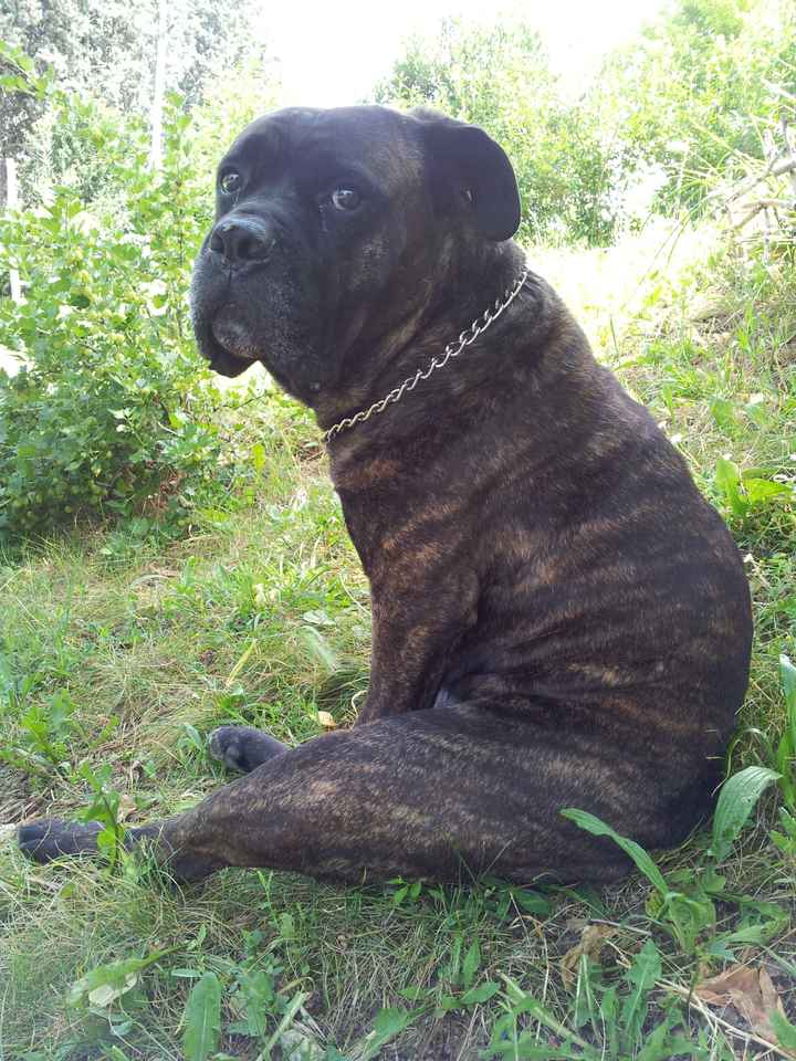 Cuccioli che portano fedi - 1