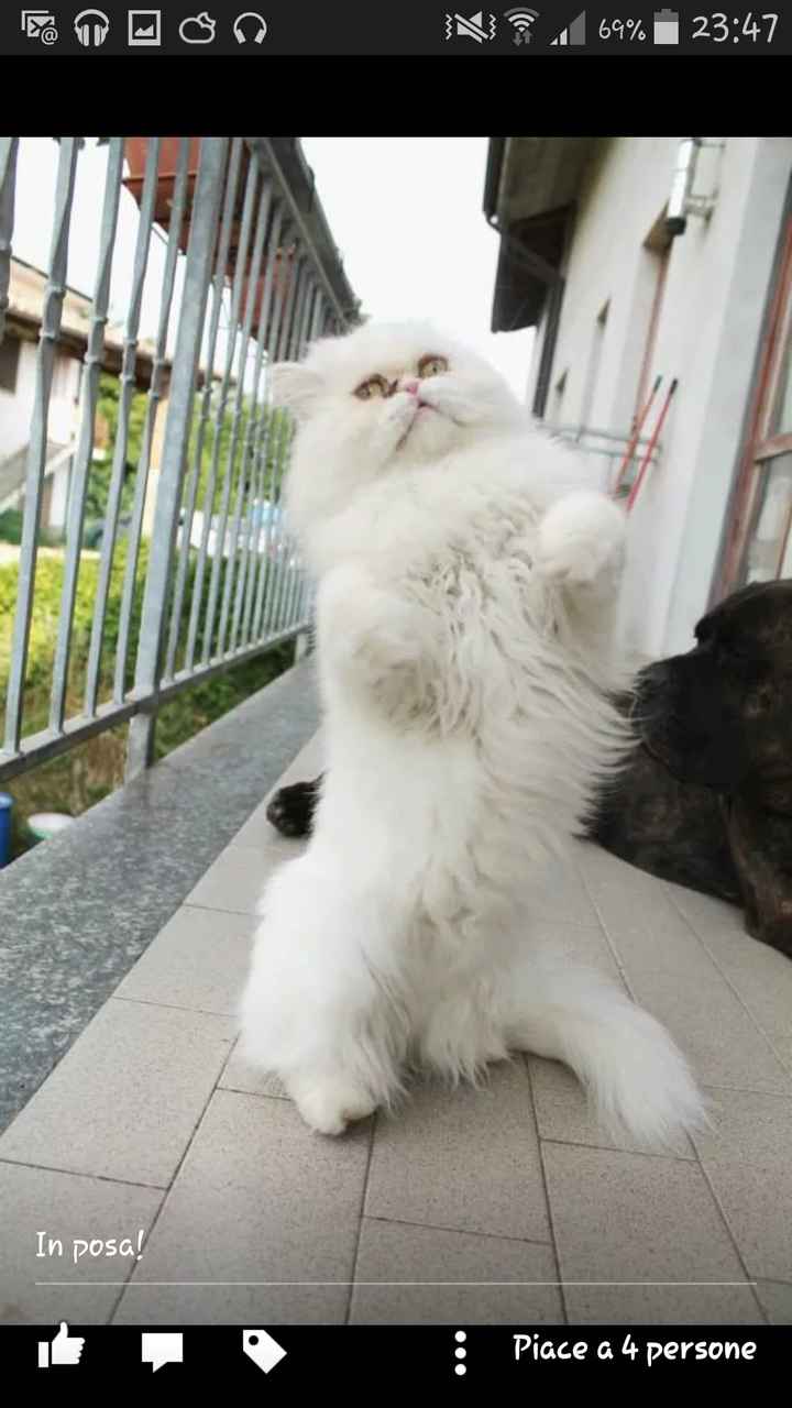 Animali domestici - 1