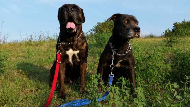 Animali domestici - 2