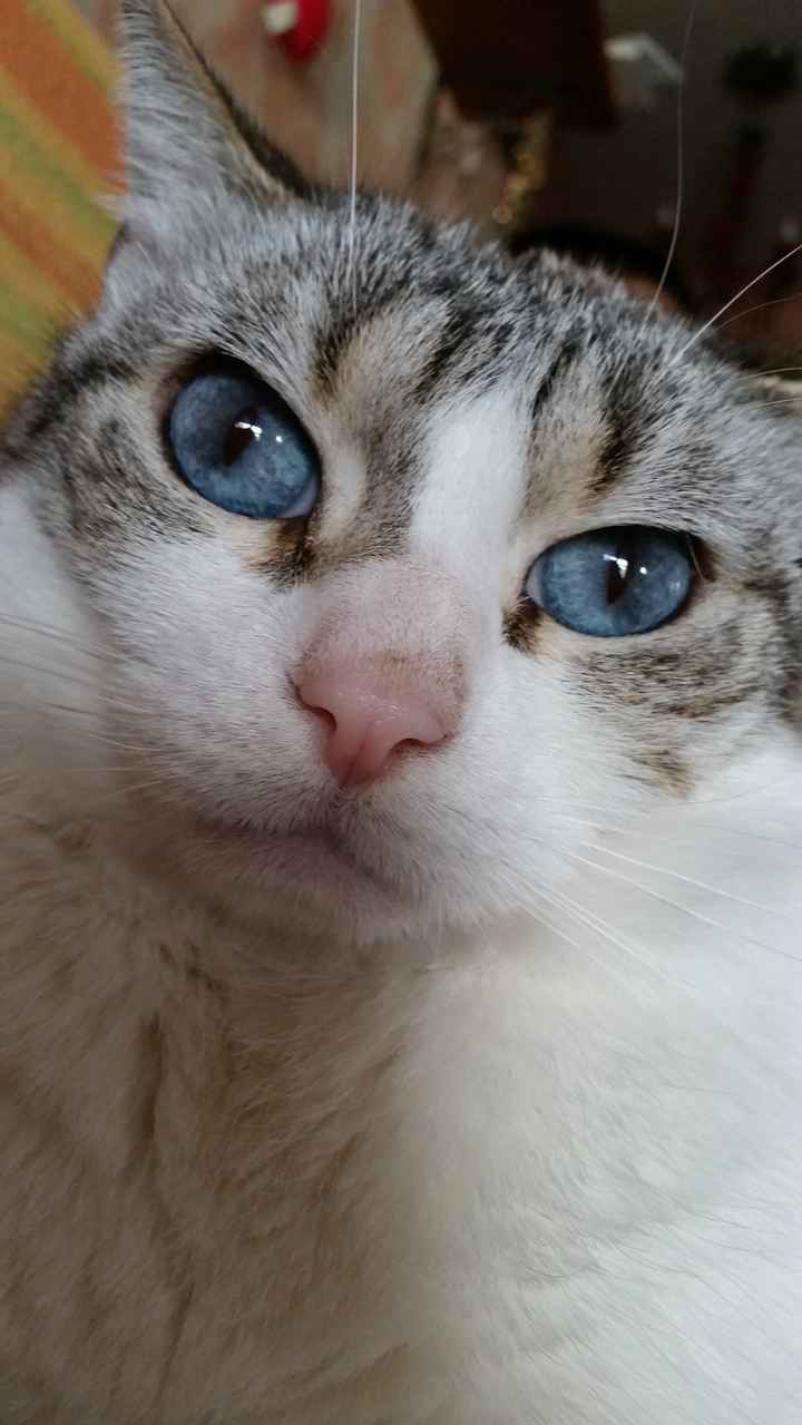 Animali domestici - 3