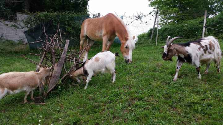 Animali domestici - 1