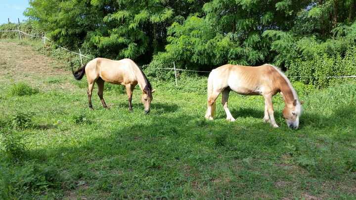 Animali domestici - 3