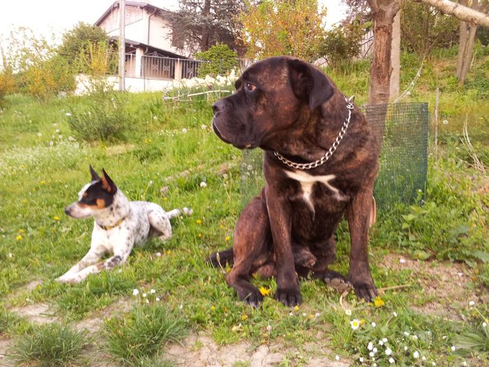 Chi di voi sposine ha dei cani ? - 1