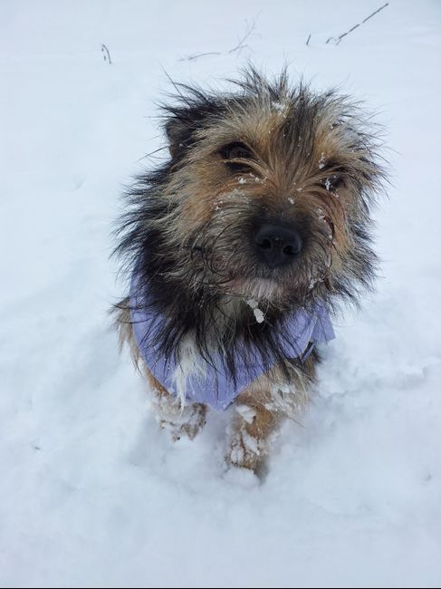 Chi di voi sposine ha dei cani ? - 3