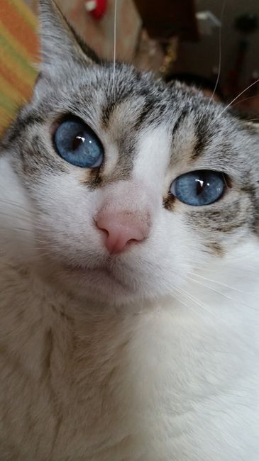 Animali domestici - 3