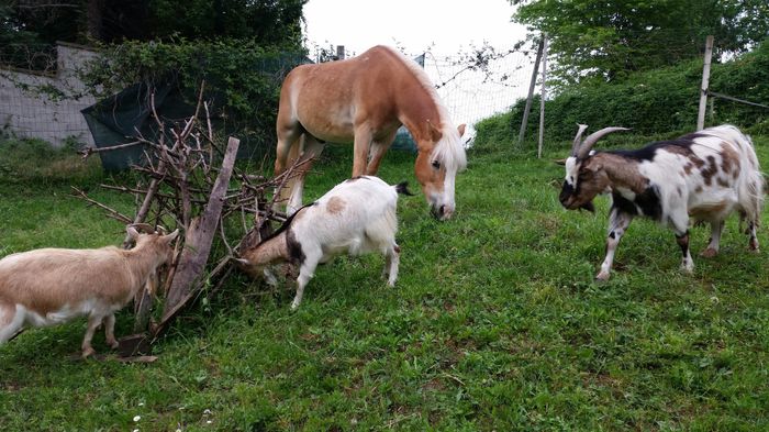 Animali domestici - 1