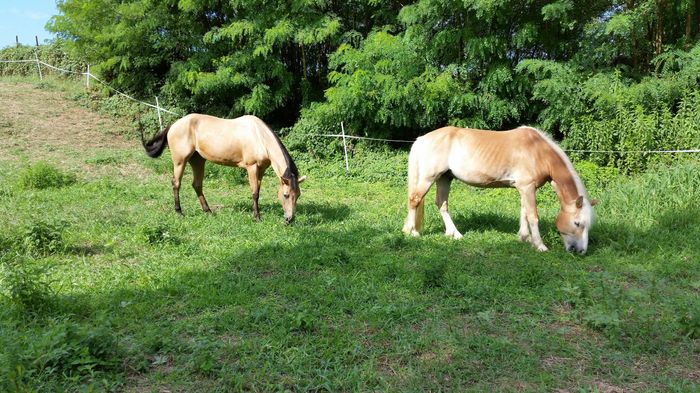 Animali domestici - 3