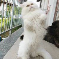 Animali domestici - 1
