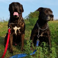 Animali domestici - 2