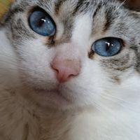 Animali domestici - 3
