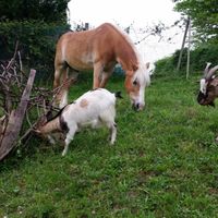 Animali domestici - 1