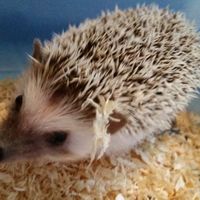 Animali domestici - 2