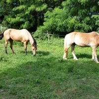 Animali domestici - 3
