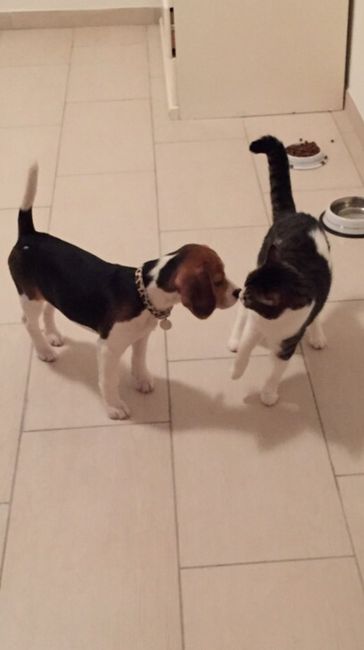 I nostri amici animali.. - 3