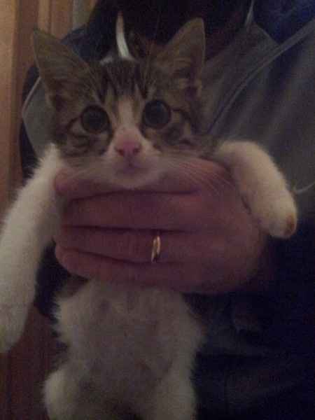 Vi presento il nuovo arrivo peloso - 3