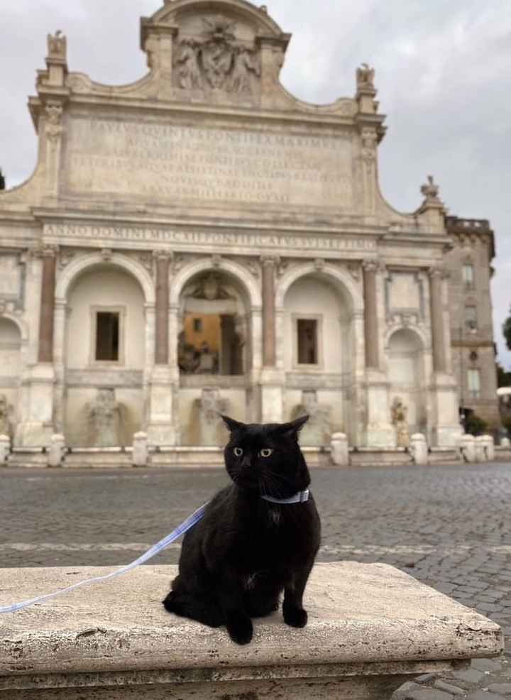 Ci presentate i vostri animali? 🐕 - 1