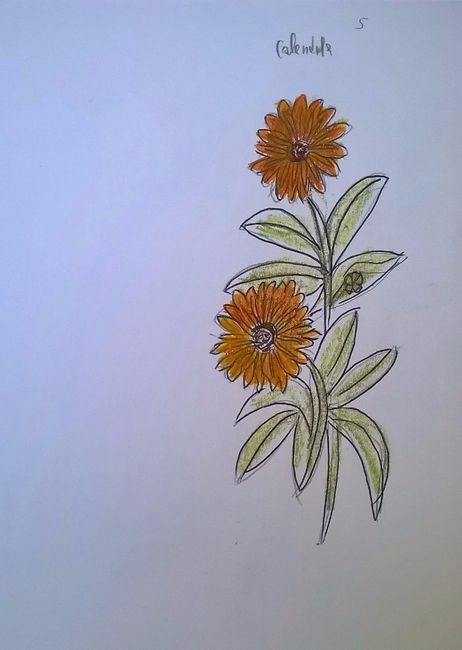 disegno calendula