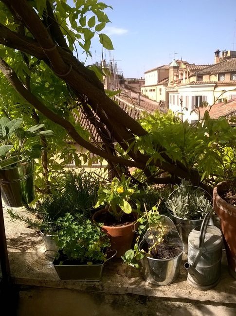 Le piantine per il tableau