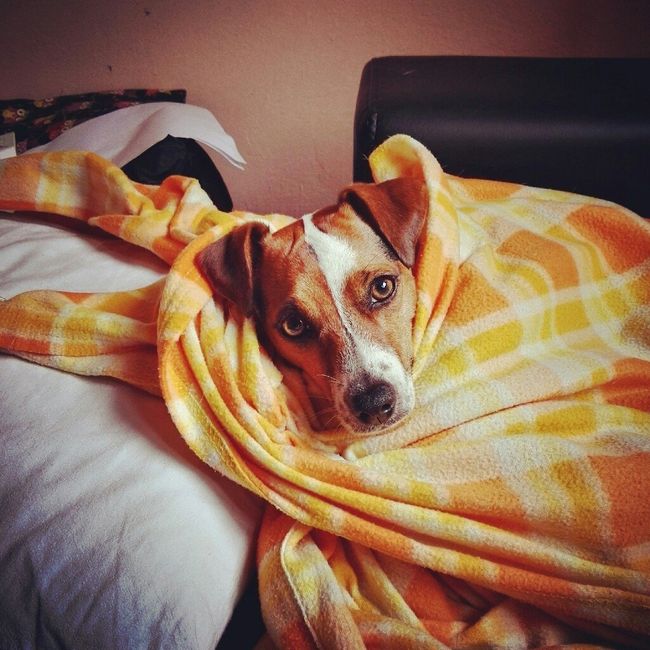 Prenderete un animale domestico? Quale? - 1