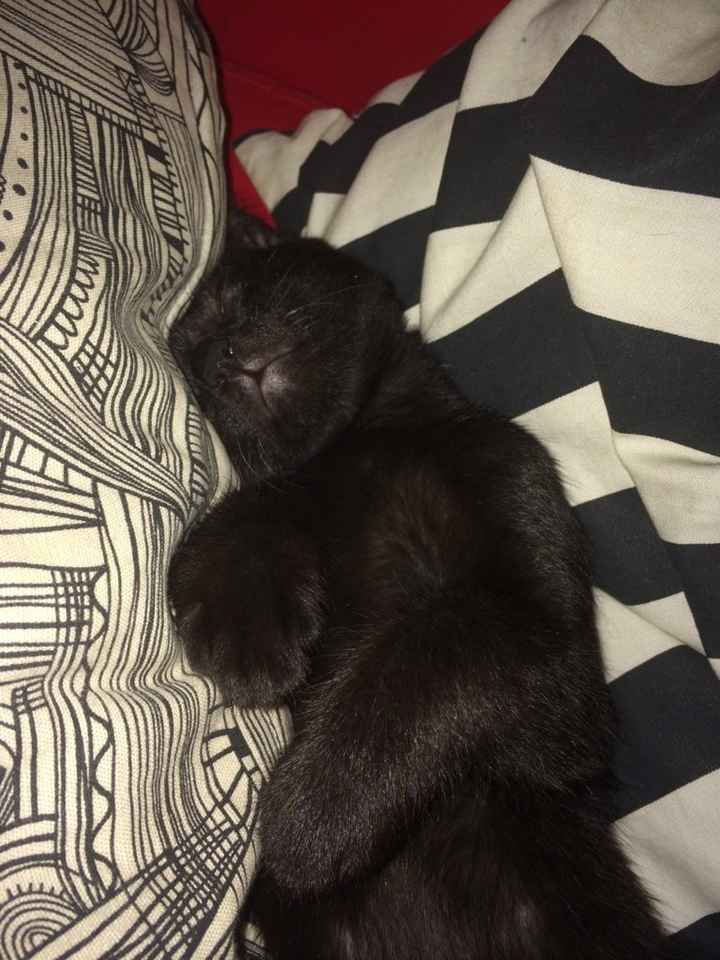 Too cute: i vostri amici animali - 2