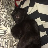 Too cute: i vostri amici animali - 2