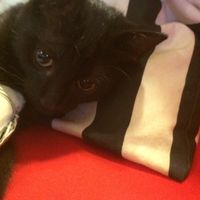 Too cute: i vostri amici animali - 4