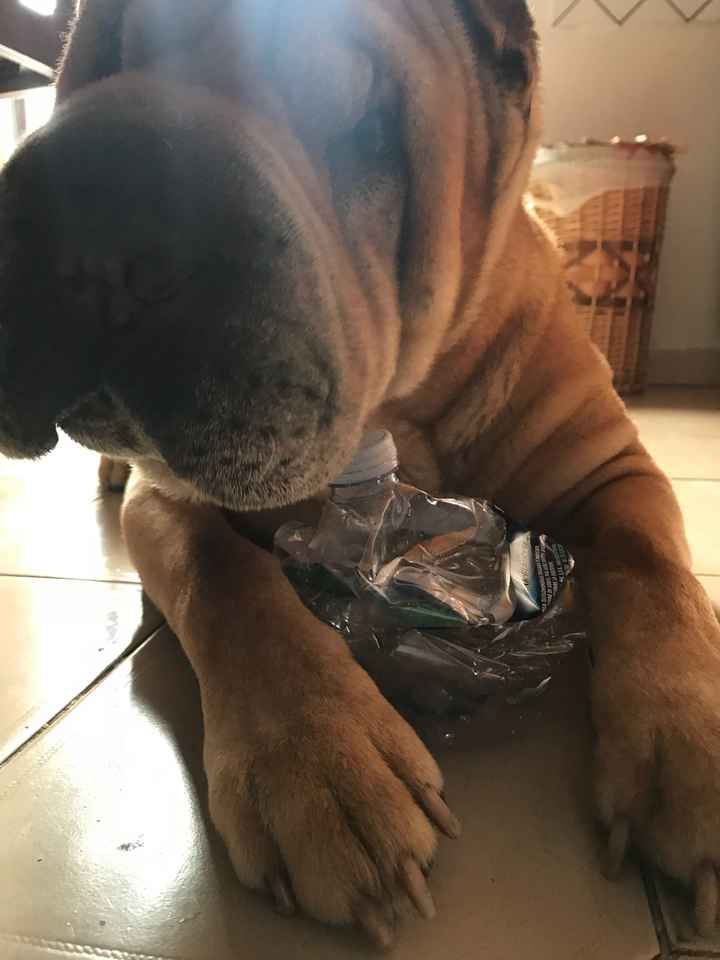  chi vi porta le Fedi? - 1