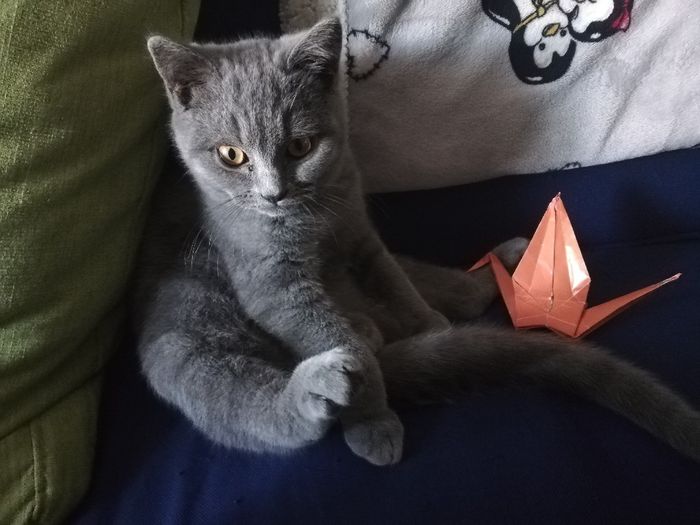 Mi presentate i vostri amici a 4 zampe?! 😃 - 1