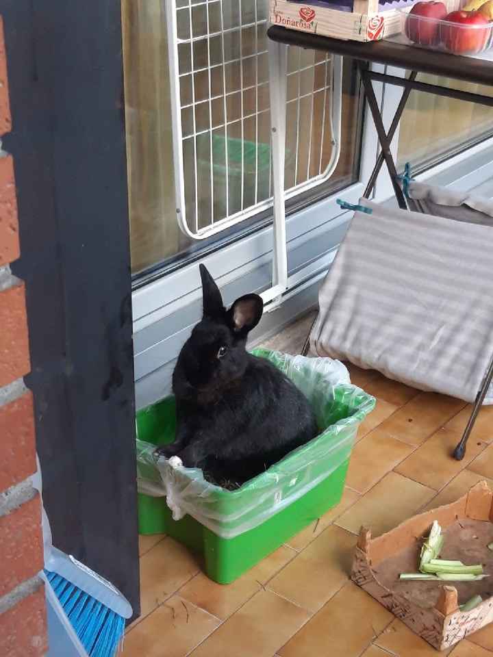 Mi presentate i vostri amici a 4 zampe?! 😃 - 2