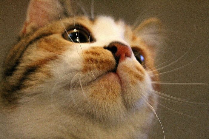 Se non ci fossero loro... - 1